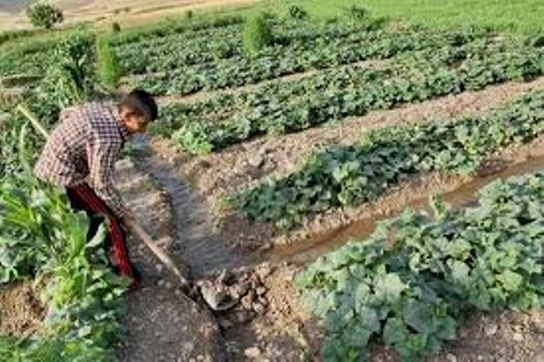 خبرنگاران 3848 شغل امسال باید در بخش کشاورزی قزوین ایجاد شود خبرنگاران 3848 شغل امسال باید در بخش کشاورزی قزوین ایجاد شود