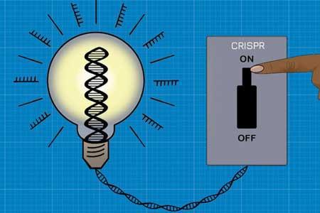 دانشمندان می توانند ژن ها را خاموش و روشن کنند!